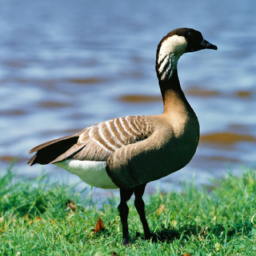 description: An anonymous image of a Nene Goose standing on a grassy area with a body of water in the background. The goose has a black head, neck, and bill, and its body is brown with white patches on the wings. It is standing on one leg with its other leg tucked under its body.