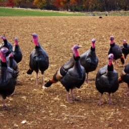 description: an anonymous image depicting a group of turkeys roaming freely in a spacious outdoor area on a farm.